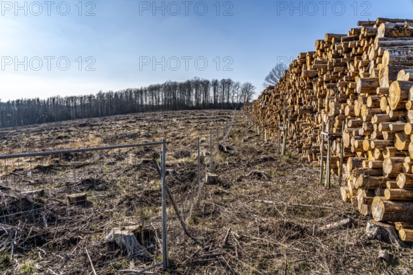 Cleared forest area north of the village of Hirschberg, Soest district, dead spruce stands were