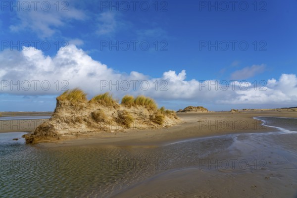 Dune landscape, sand dunes, dune grass in the west of Borkum, island, East Frisia, winter, season,