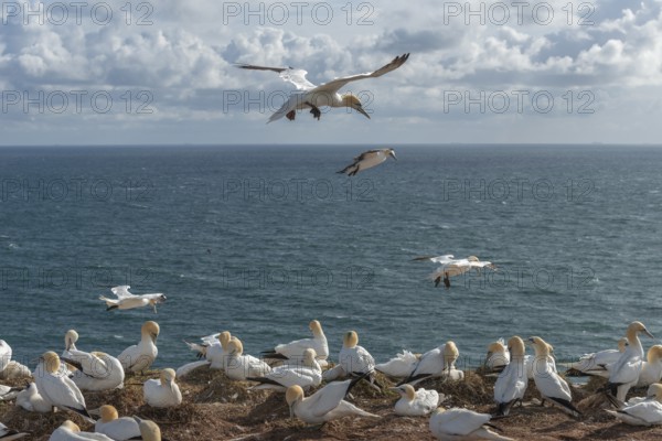 Northern gannets (Morus bassanus) on their nests on the cliff edge and in flight, offshore island