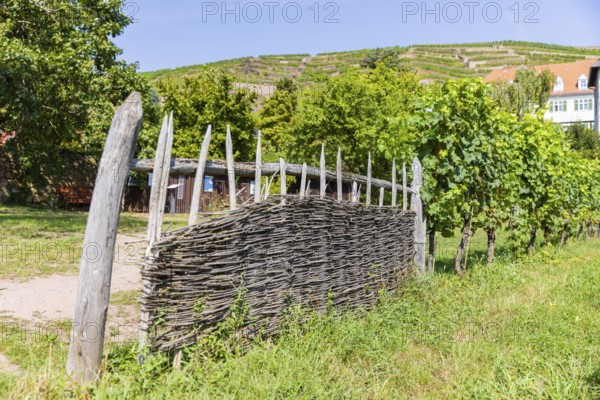 The idyllic, listed Hoflößnitz is a jewel of the Saxon wine culture landscape and the first and