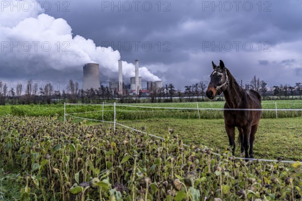 Paddock at the lignite-fired power station, RWE Power AG Niederaußem power station, near Bergheim,