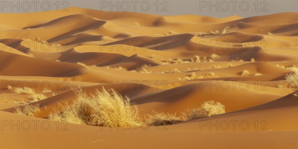 Sand dunes, Erg Chebbi, Sahara, Southern Morocco, Morocco, Africa