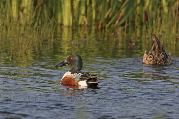 Northern shoveler (Anas clypeata), swimming in the water, Texel, Noordholland, Holland