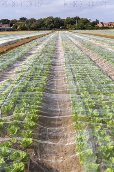 Rows of lettuce crop protected by fleecing growing in field, Bawdsey, Suffolk, England, UK Rows of