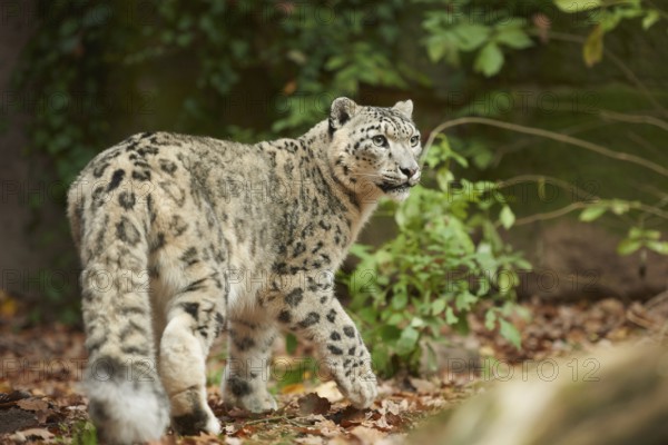 Snow leopard (Panthera uncia syn. Uncia uncia) in an autumn forest, captive