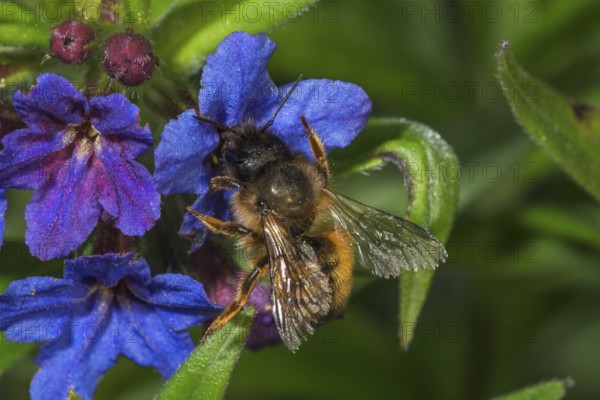 A rusty red mason bee (Osmia bicornis) on Purple Gromwell (Buglossoides purpurocaerulea) surrounded