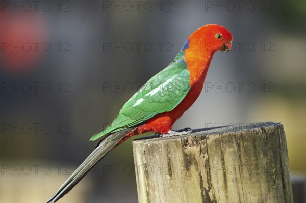 Close-up of an Australian king parrot (Alisterus scapularis) male wildlife in Australia