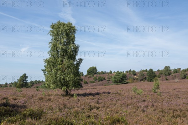 Heather blossom, trees, birch, Wilseder Berg near Wilsede, Bispingen, Lüneburg Heath, Lower Saxony,