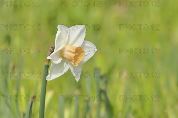 Large-crowned narcissus (Narcisuss), bicoloured flower, North Rhine-Westphalia, Germany, Europe