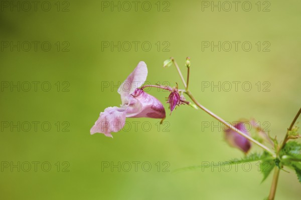 Himalayan balsam (Impatiens glandulifera) flower, close-up, Bavaria, Germany, Europe