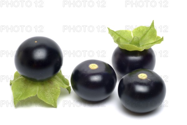 Food, fruit, black Jaltomata, Jaltomata procumbens is a plant species from the genus Jaltomata in