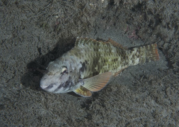 A green-brown Mediterranean parrotfish (Sparisoma cretense) sleeps at night on the sandy seabed in
