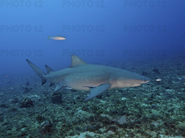 A lemon shark (Negaprion brevirostris) swims close to the seabed of the deep ocean. Dive site Lemon