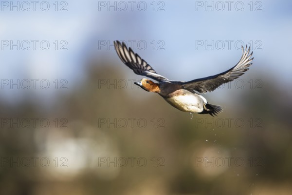 Eurasian Wigeon, (Mareca penelope) male in flight over marshes