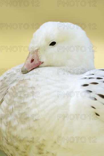 Upland goose (Chloephaga picta), male, portrait, captive, occurrence in South America