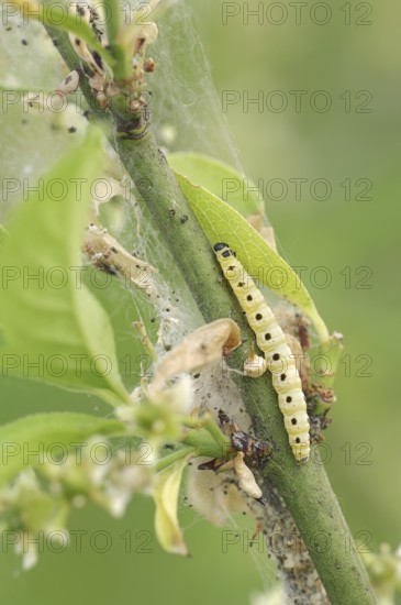 Spindle ermine (Yponomeuta cagnagella), caterpillar, North Rhine-Westphalia, Germany, Europe