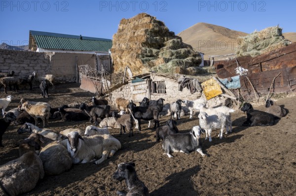 Traditional farm with sheep and haystacks, Kyrgyzstan, Asia