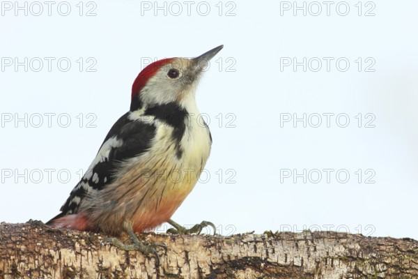 Middle spotted woodpecker (Dendrocopos medius) sitting attentively on birch trunk, in winter, light