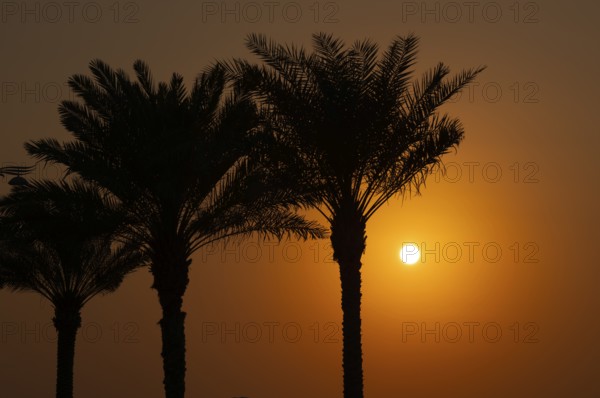 Palm trees, sunset, evening mood, The Boardwalk, waterfront promenade, Palm Jumeirah, Dubai, United