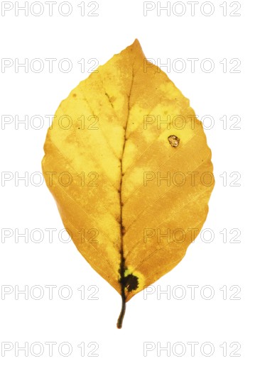 Autumn-coloured leaf of a beech (Fagus sylvatica), copper beech, tree, free-standing, Vechta, Lower