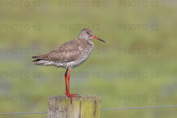 Common redshank (Tringa totanus) standing on a pasture fence, snipe bird, spring, wildlife, Hüde,