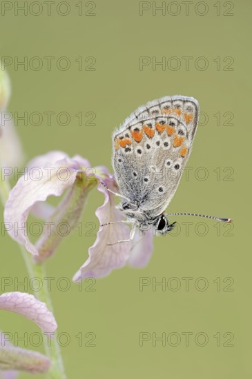 Brown argus (Aricia agestis) on the common levcoje (Matthiola fruticulosa), Provence, southern