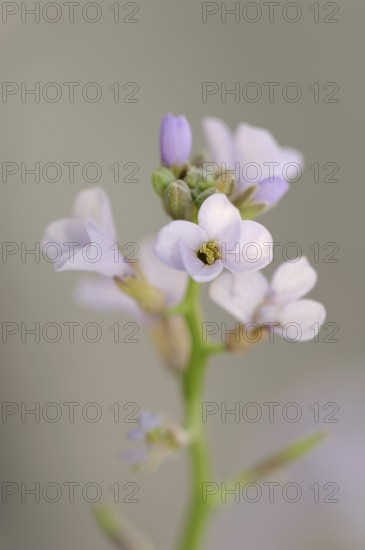 European searocket (Cakile maritima), flowers, Camargue, Provence, southern France