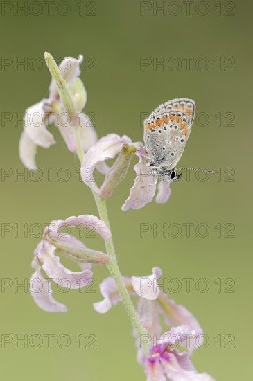 Brown argus (Aricia agestis) on the common levcoje (Matthiola fruticulosa), Provence, southern