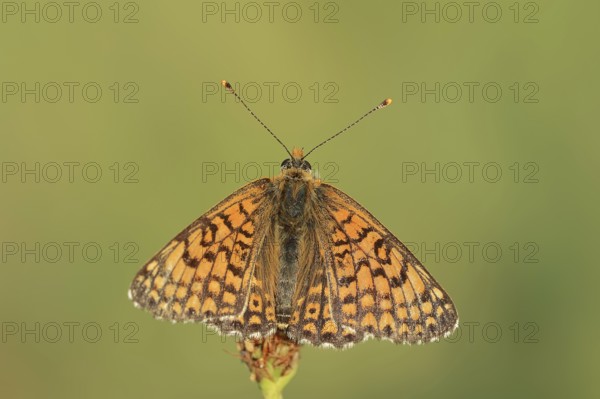 Plantain Fritillary (Melitaea cinxia), Provence, Southern France