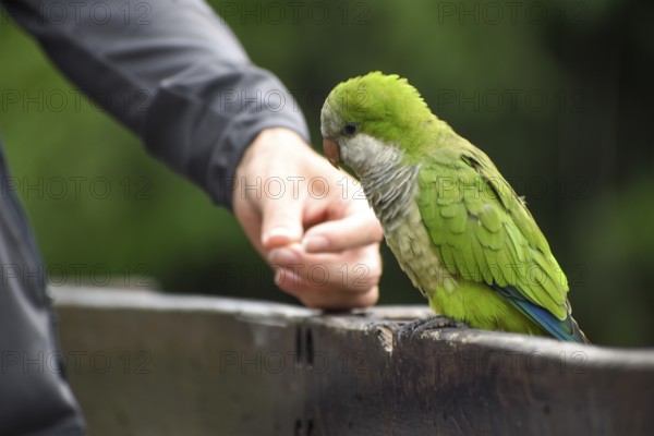 Monk parakeet (Myiopsitta monachus) eating from the hand, public park in Buenos Aires, Argentina,
