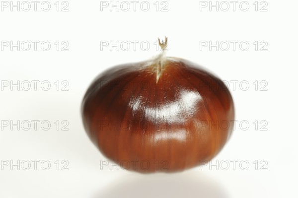 Sweet chestnut or sweet chestnut (Castanea sativa), fruit, chestnut on a white background
