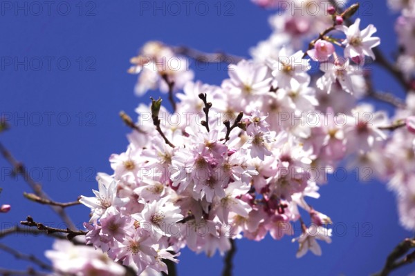 Blossom of the Higan cherry, March, Germany, Europe