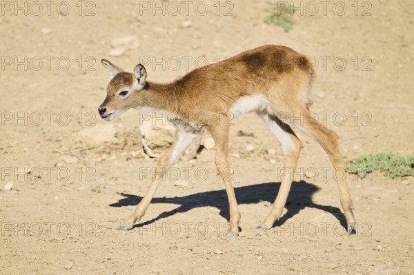 Southern lechwe (Kobus leche) youngster walking in the dessert, captive, distribution Africa