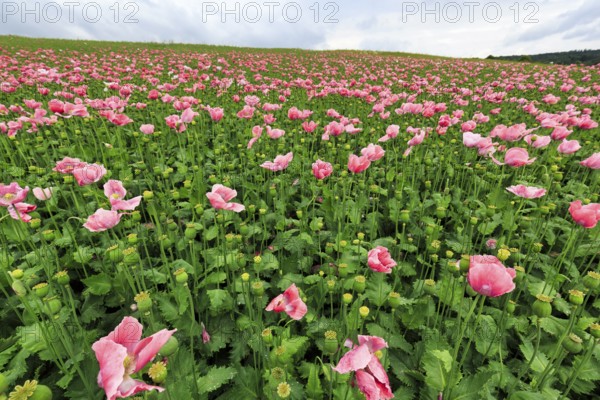 Opium poppy (Papaver somniferum), cultivation of edible poppy, poppy field, pink-coloured sea of