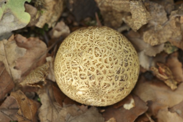 Common earthball (Scleroderma citrinum), North Rhine-Westphalia, Germany, Europe