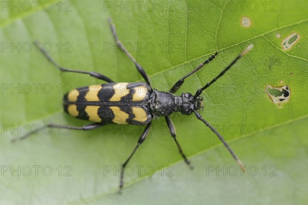 Four-banded narrow-legged ram (Leptura quadrifasciata, Strangalia quadrifasciata), female, North