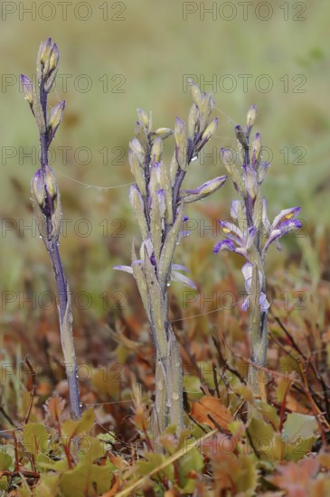 Violet limodore (Limodorum abortivum), Provence, southern France