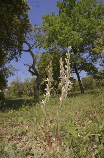 Violet limodore (Limodorum abortivum), Provence, southern France