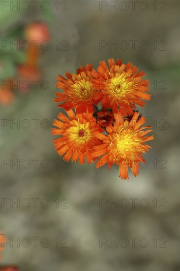 Fox-and-cubs (Hieracium aurantiacum), several flowers on a stem in a rough meadow, Wilnsdorf, North