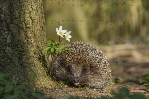 European hedgehog (Erinaceus europaeus) adult animal in a woodland in spring, Suffolk, England,