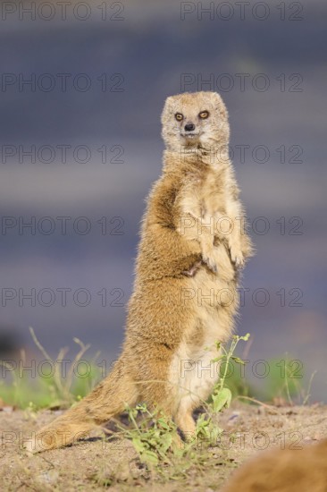 Ethiopian dwarf mongoose (Helogale hirtula) standing on the ground, Bavaria, Germany, Europe