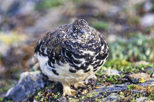 Rock ptarmigan (Lagopus muta) with a camouflaged plumage in a barren rock landscape, Jasper