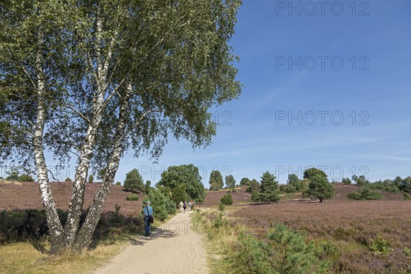Heather blossom, path, hiker, trees, birch, Wilseder Berg near Wilsede, Bispingen, Lüneburg Heath,