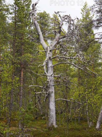 Scots Pine (Pinus sylvestris), dead tree in forest, beside Pokka, May, Finnish Lapland