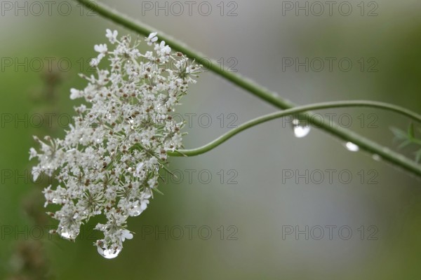 Wild carrot, summer, Germany, Europe