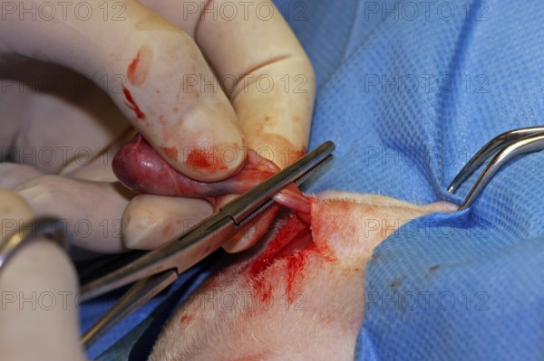 Vet, castration of a dog, male dog, cut off testicles