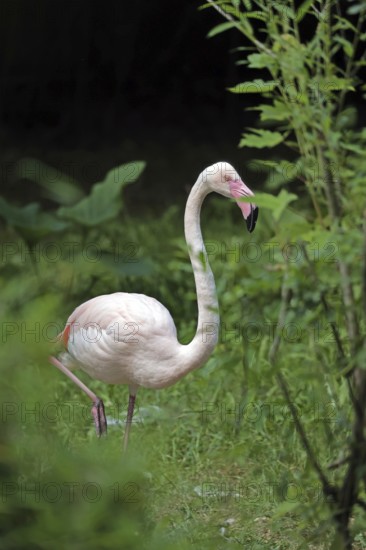 Pink flamingo (Phoenicopterus roseus)