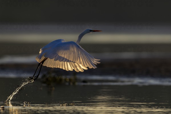 Great Egret, (Egretta alba), soaring Great Egret in the morning backlight, Lusatia, Saxony