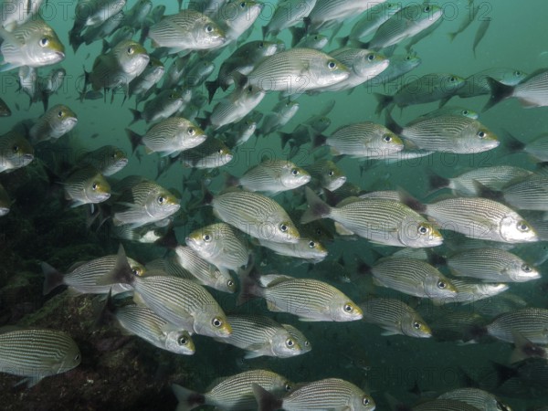 A school of blackspot grunts (Haemulon maculicauda) swimming close together in deep blue-green