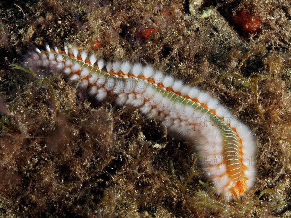 Firebristle worm (Hermodice carunculata) with white and orange bristles in a marine habitat. Dive